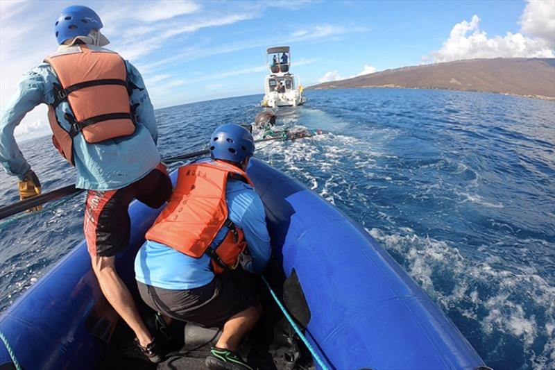 Marine mammal stranding response program training and preparation in Maui, HI photo copyright NOAA MMHSRP / HWS taken at 