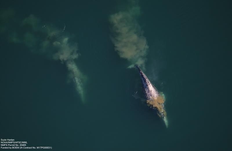 Gray whales scoop up and sift through mouthfuls of sea-bottom sediments for food, trailing plumes of mud behind them photo copyright ASAMM/Alaska Fisheries Science Center, funded by BOEM IAA No. M11PG00033 taken at 