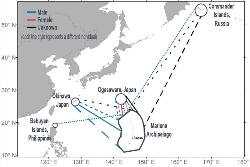 Movements of humpback whales between the known breeding and feeding areas in western North Pacific. Each line style represents a different animal and each color represents their sex. We determined their sex using genetic analysis of skin biopsy samples. - photo © NOAA Fisheries