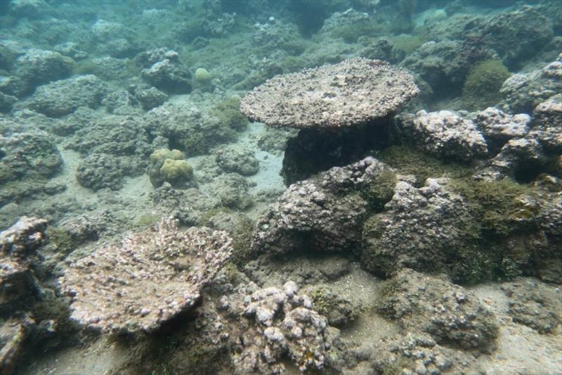 Sections of the Faga'alu backreef remain barren. Here, dead skeletons of table corals are a reminder of what once was a vibrant reef photo copyright NOAA Fisheries / Morgan Winston taken at 