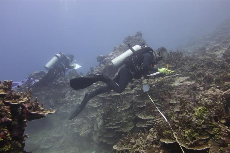 At mid-depth sites in Vatia Bay, we often observed macroalgae overgrowing coral, such as the bright green Halimeda interspersed with Porites rus colonies. - photo © NOAA Fisheries / Morgan Winston