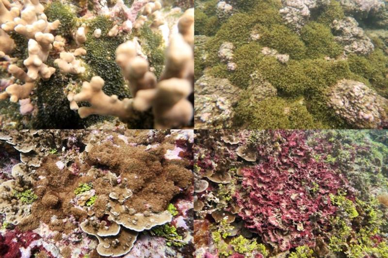 We frequently spotted the macroalgae Valonia (top-left), Dictyota (top-right), and Peyssonnelia (bottom-right), as well as the corallimorph Rhodactis howesii (bottom-left) overgrowing corals on our surveys. - photo © NOAA Fisheries / Morgan Winston
