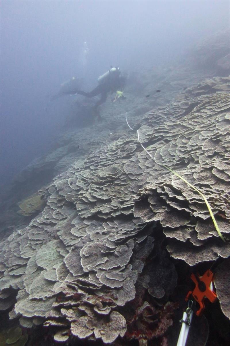 Tiered formations of Echinophyllia and Mycedium cascade down the forereef slope at Faga'alu. The size of these colonies indicates they have been around for quite some time. - photo © NOAA Fisheries / Morgan Winston