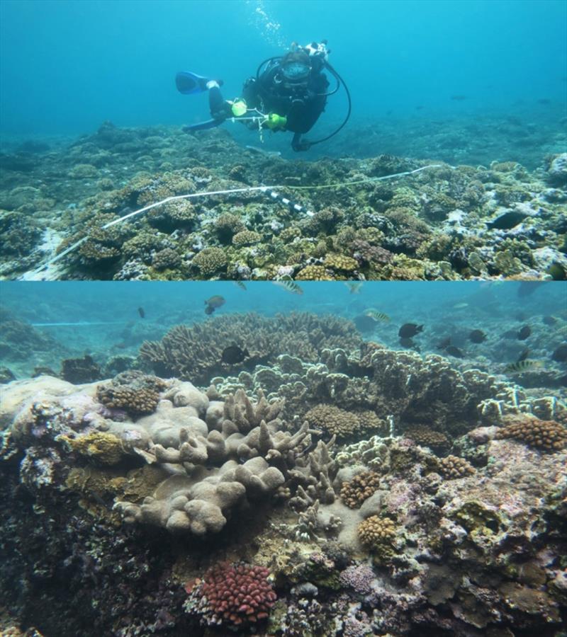 High coral cover at a shallow site in Faga'alu Bay's northern forereef photo copyright NOAA Fisheries / Morgan Winston taken at 