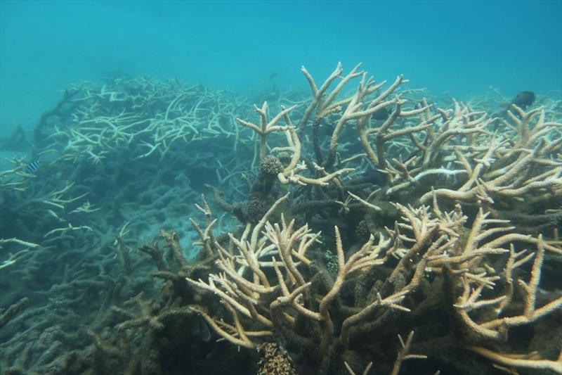 The staghorn coral, Acropora muricata, was abundant in the Faga'alu backreef. But its color is pale and it showed high levels of partial mortality, which may indicate water quality conditions are still poor here. - photo © NOAA Fisheries / Morgan Winston