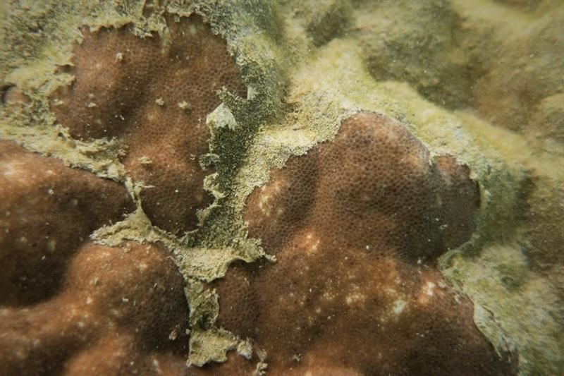 A close-up shot of a massive Porites lobata colony's mucous layer, which is a protective adaptation to trap and slough off sediment and particulates photo copyright NOAA Fisheries / Morgan Winston taken at 