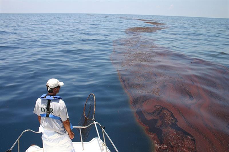 A wildlife biologist surveys oiled sargassum in the Gulf of Mexico photo copyright Georgia Department of Natural Resources taken at 