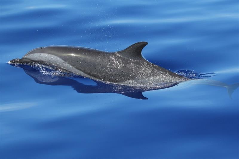 Pantropical spotted dolphin photo copyright NOAA Fisheries taken at 