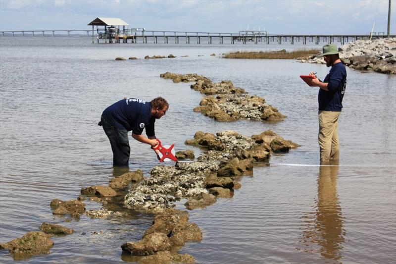 GulfCorps monitoring restored oyster reefs. - photo © NOAA Fisheries