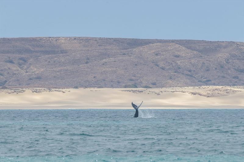 Whales in Cape Verde - photo © Energy Observer Productions - David Champion