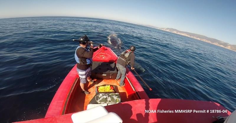 A response team cuts the lines entangling a humpback whale off Santa Cruz Island on Tuesday. - photo © NOAA Fisheries