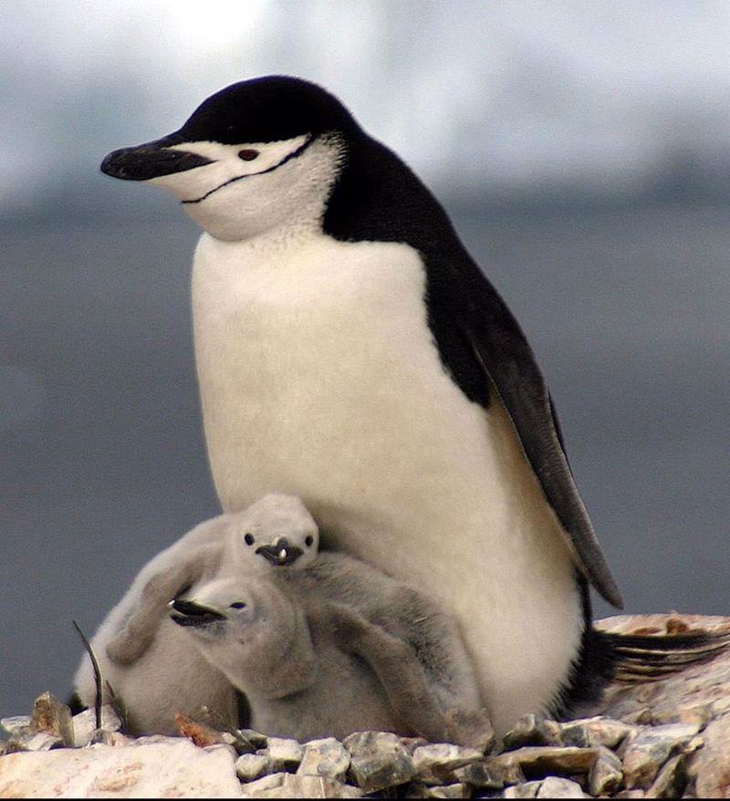 Penguins photo copyright Simon Currin taken at 