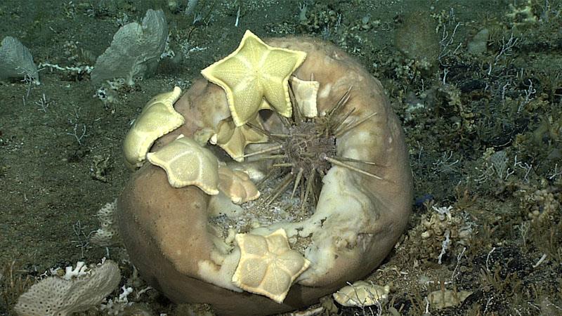 Eight “cookie stars” (Peltaster placenta and Plinthaster dentatus) and a sea urchin (Cidaris rugosa) were seen feeding on a large barrel sponge (Geodia) off the coast of South Carolina during the Windows to the Deep 2019 expedition.  - photo © NOAA Office of Ocean Exploration and Research