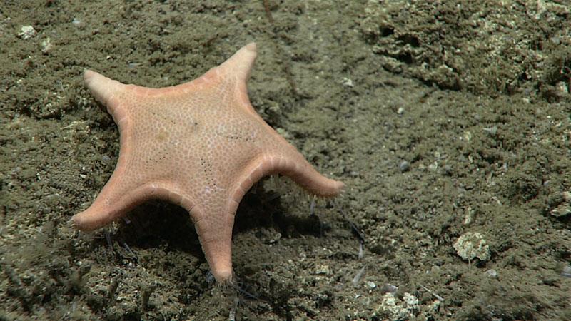 Named after OER's remotely operated vehicle Deep Discoverer, this sea star (Sibogaster bathyheuretor) was seen feeding on food items from the soft, unconsolidated seafloor during the Gulf of Mexico 2018 expedition. - photo © NOAA Office of Ocean Exploration and Research