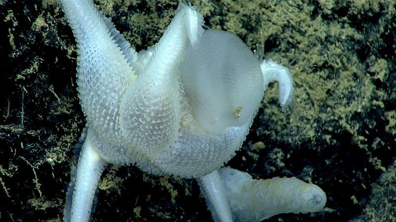 This sea star (Pythonaster atlantidis), from a poorly understood and rarely seen genus of sea stars, was observed feeding on a glass sponge during the Gulf of Mexico 2018 expedition. - photo © NOAA Office of Ocean Exploration and Research