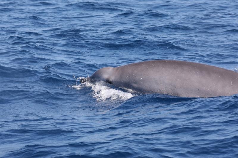 One of six known beaked whale species,True's beaked whales have remained largely a mystery since the species was identified more than 100 years ago. Much of what is known about them has occurred in the past few years photo copyright NOAA Fisheries taken at 