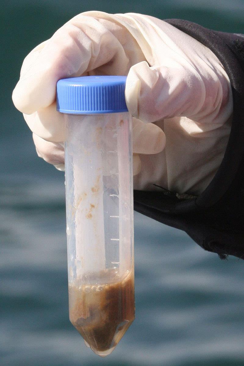 An orca fecal sample photo copyright NWFSC taken at 