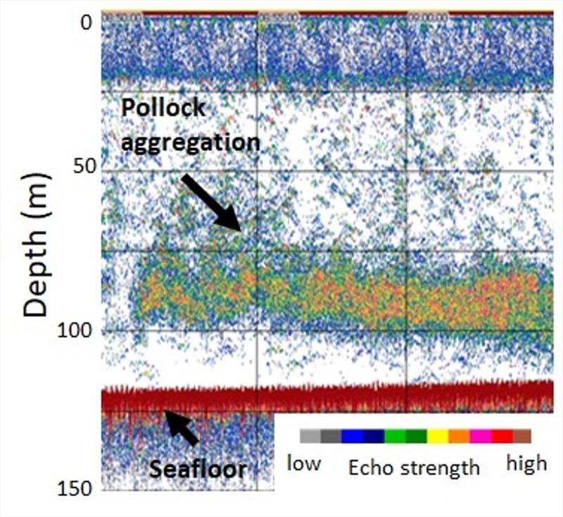 Alaska Pollock aggregation measured from a Saildrone in the eastern Bering Sea photo copyright NOAA Fisheries taken at 