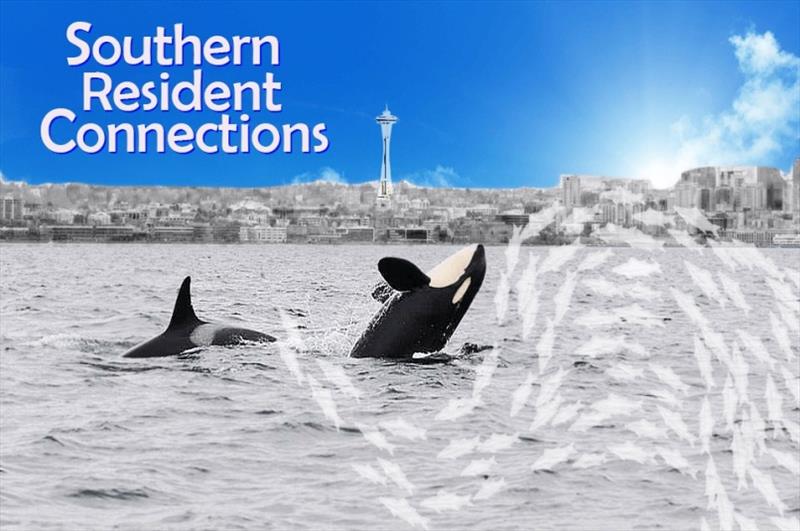 Southern Resident Connections - photo © NOAA Fisheries