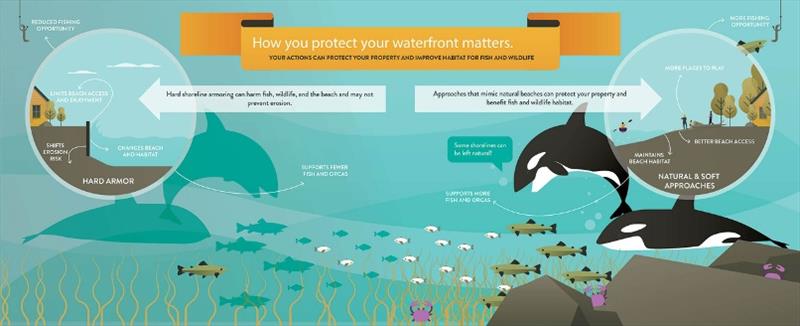 Washington Department of Fish and Wildlife created this graphic to show how natural shorelines in Puget Sound promote a healthy ecosystem which supports fish and orca - photo © NOAA Fisheries