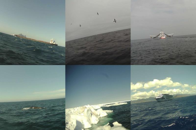 Examples of what Saildrone USVs have seen at sea—cargo and cruise ships, fishing vessels, birds, icebergs, and whales photo copyright Saildrone taken at 