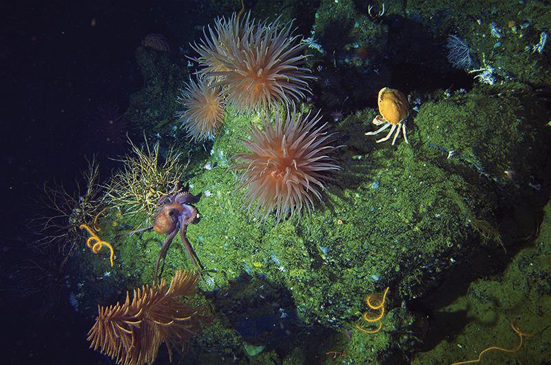 WHOI scientists and colleagues conducted the first scientific expedition to map and characterize seamounts on a submerged platform in the Galápagos. This image, taken near Fernandina Island at 700 meters deep, shows some of the diverse marine life photo copyright Adam Soule, Woods Hole Oceanographic Institution taken at 