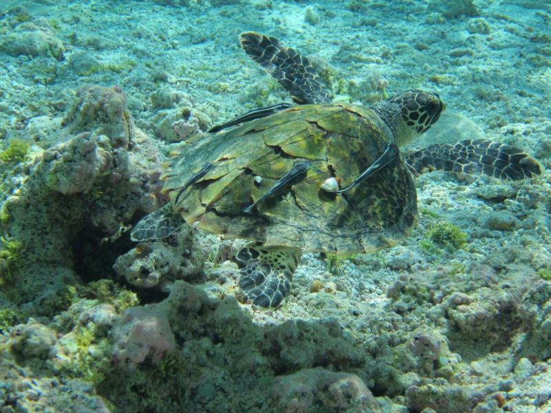 A juvenile hawksbill turtle glides over the top of coral reef habitat photo copyright NOAA Fisheries taken at 