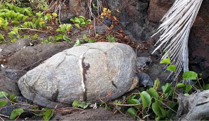 An adult hawksbill turtle nesting on Hawai’i Island. - photo © Hawai’i Island Hawksbill Project