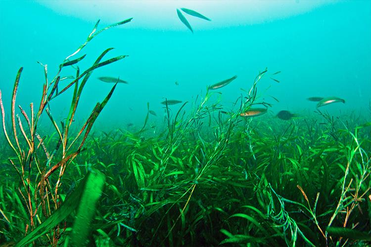 Fish swimming through healthy eelgrass habitat. - photo © NOAA Fisheries
