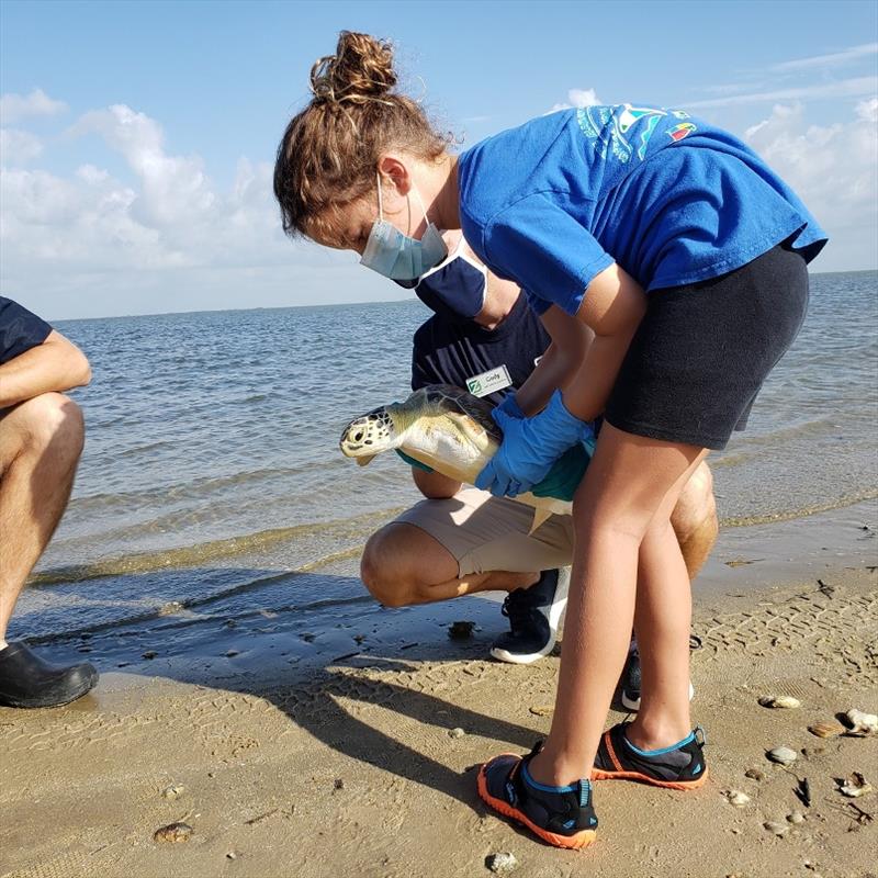 7-year-old Kate releasing the turtle she helped save photo copyright Dr. Jennifer Leo / Texas Parks and Wildlife Department Scientific taken at 