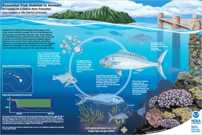 Poster depicting the uku lifecycle and the EFH footprint in the main Hawaiian Islands photo copyright Rachel Strader taken at 