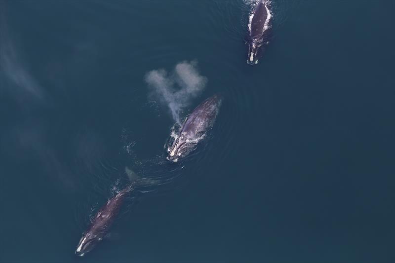 Atlantic right whales photo copyright NOAA/NEFSC/Christin Khan taken at 