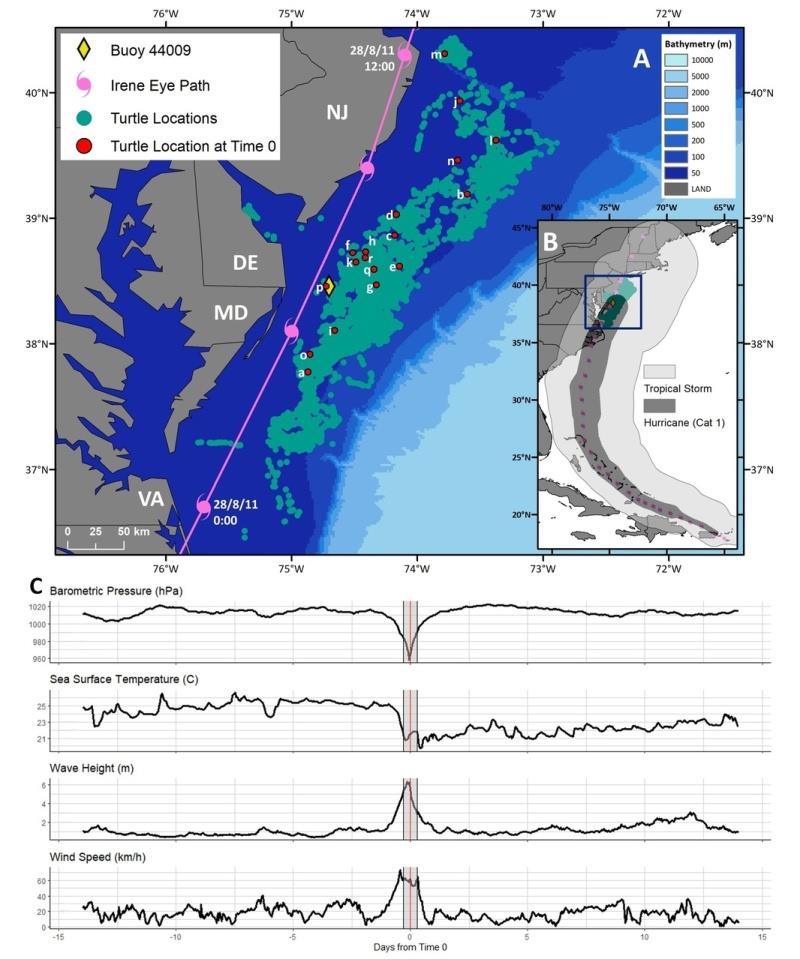 Map showing track of Hurricane Irene in August 2011 and location of the 18 tagged turtles in its path. Inset map shows the wind speeds. Data from Buoy 44009 are shown at bottom. Time 0 is when the turtles and the hurricane were closest to each other photo copyright Crowe et al taken at 