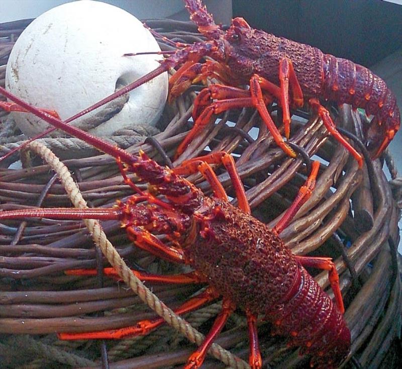 Rock lobster season opens this Sunday photo copyright DPIPWE Fishing taken at 