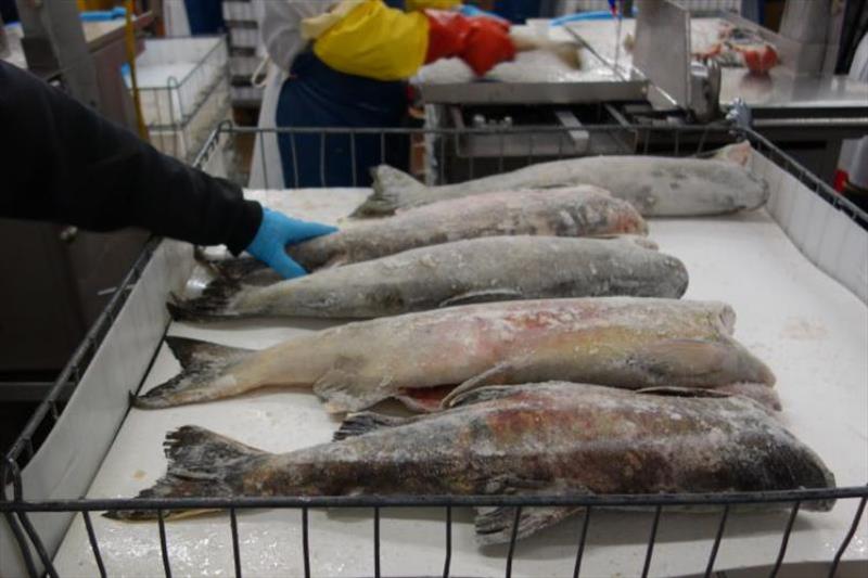 Donated prohibited salmon bycatch. - photo © Jim Harmon / SeaShare