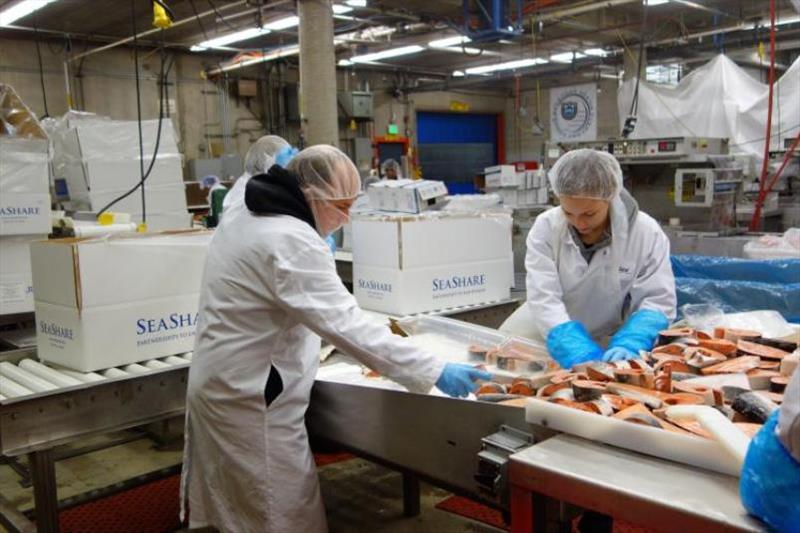 Seafood processors cut donated salmon into steaks for food banks photo copyright Jim Harmon / SeaShare taken at 