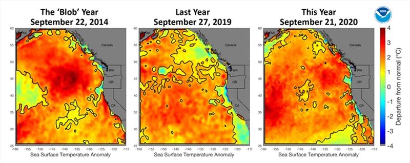 The largest three Northeast Pacific marine heatwaves on record from 1982 to today, on the day they reached their maximum size. Color represents the sea surface temperature anomaly. Dark outline differentiates waters classified as a heatwave. - photo © NOAA Fisheries