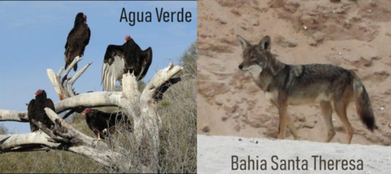 Baja wildlife photo copyright Barb Peck & Bjarne Hansen / Bluewater Cruising Association taken at 