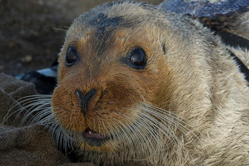 Young bearded seal with long white whiskers. - photo © NOAA / Michael Cameron