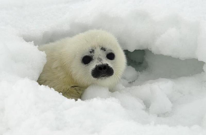 A ringed seal pup peeks out from its partially collapsed snow cave near Kotzebue, Alaska. - photo © NOAA / Michael Cameron