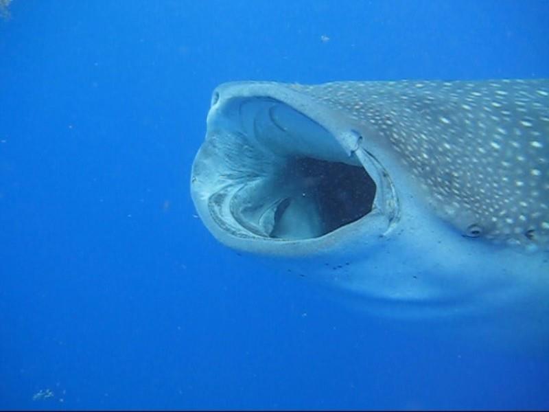 Whale shark actively feeding photo copyright Jennifer McKinney taken at 