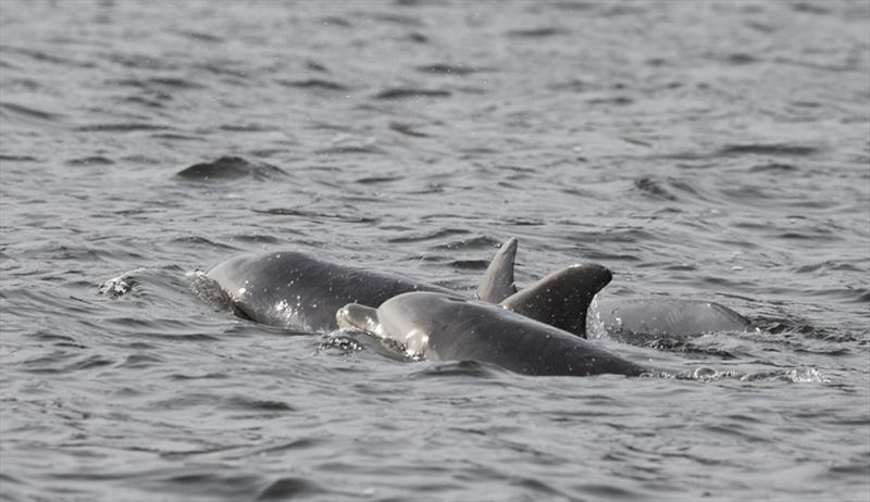 Bottlenose dolphins in the Shrewsbury River. - photo © Marine Mammal Stranding Center