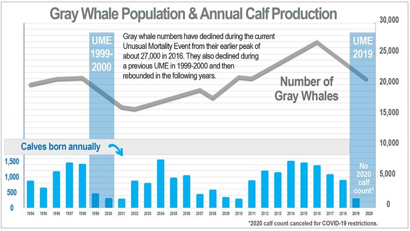 Gray Whale population and annual calf production - photo © NOAA Fisheries