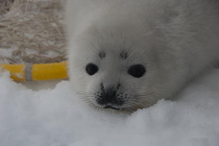 Ribbon seal pup photo copyright NOAA Fisheries taken at 