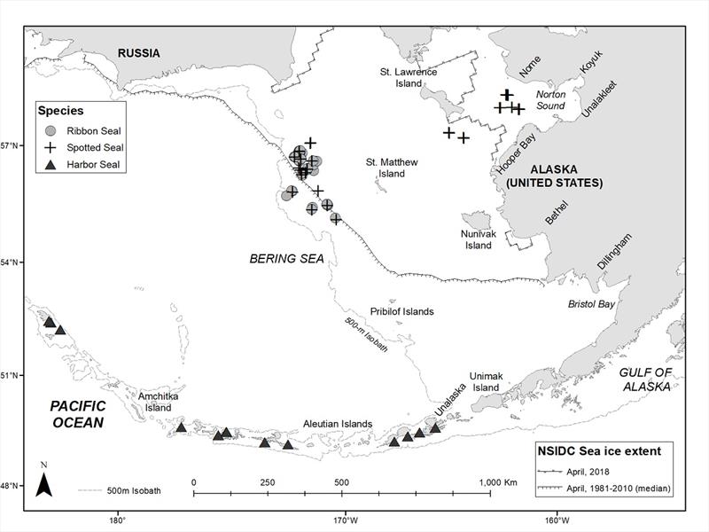 Locations where spotted, ribbon, and harbor seals were caught, weighed, measured, and released during 2007–2018. The 500 m isobath is shown as a reference for the continental shelf break. - photo © NOAA Fisheries