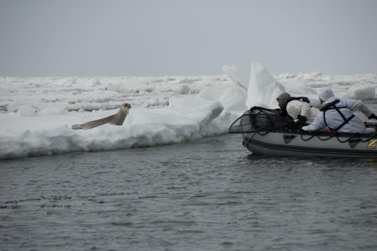 NOAA Fisheries scientists approach a ribbon seal. - photo © NOAA Fisheries