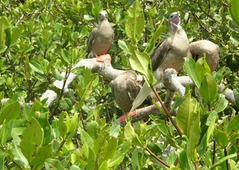 Las Aves Young boobies in the Mangroves - photo © Hugh & Heather Bacon