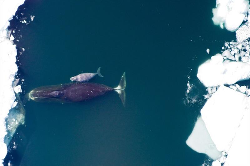 Bowhead whale and calf swimming in the ocean close to sea ice. - photo © NOAA Fisheries