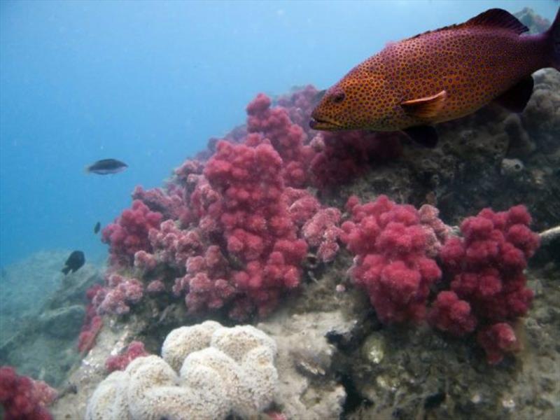 Coral reefs - photo © Jimmy Cornell