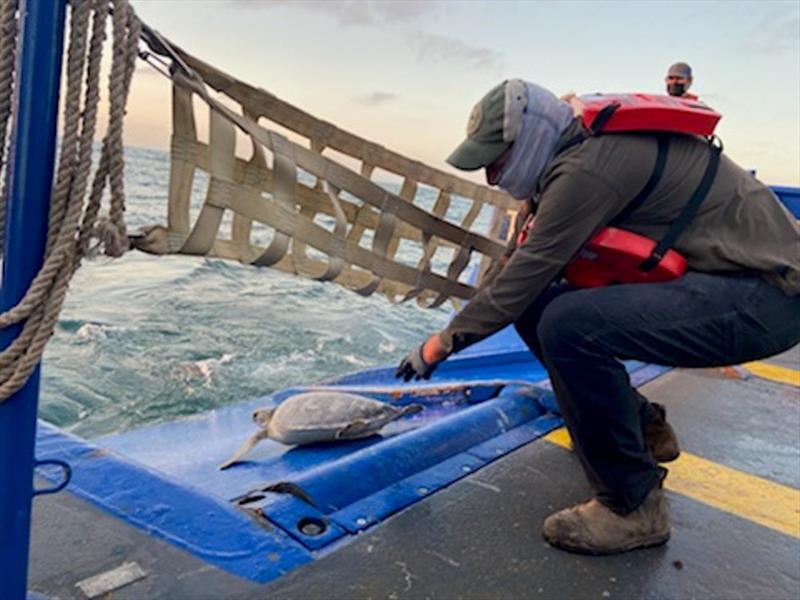 A green sea turtle slides down the ramp into warmer waters of the Gulf of Mexico after recovering. Activities authorized by NOAA Fisheries and U.S. Fish and Wildlife Service photo copyright NOAA Fisheries / U.S. Fish and Wildlife Service taken at 